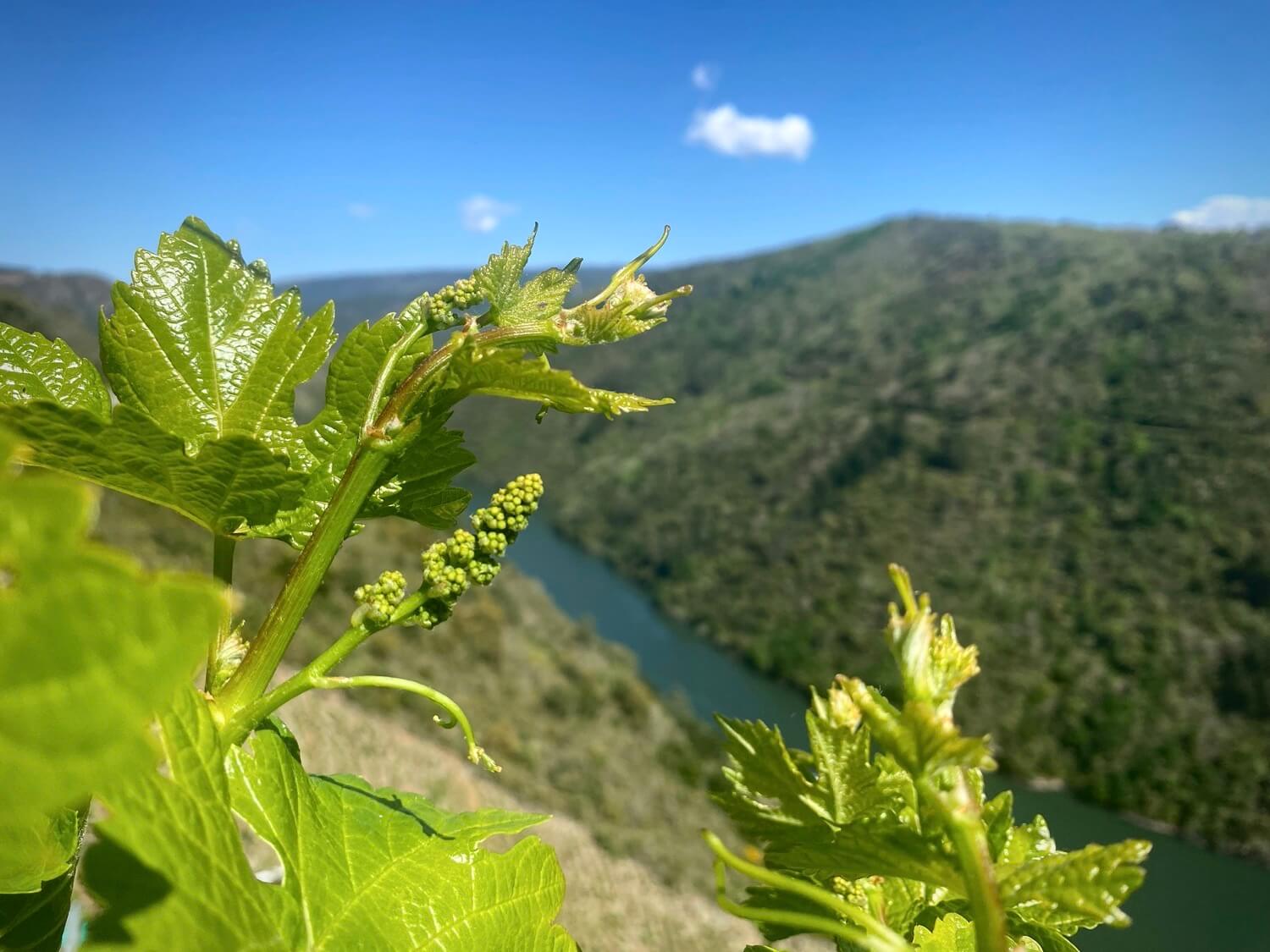 Ribeira Sacra Lucense Guíate Galicia