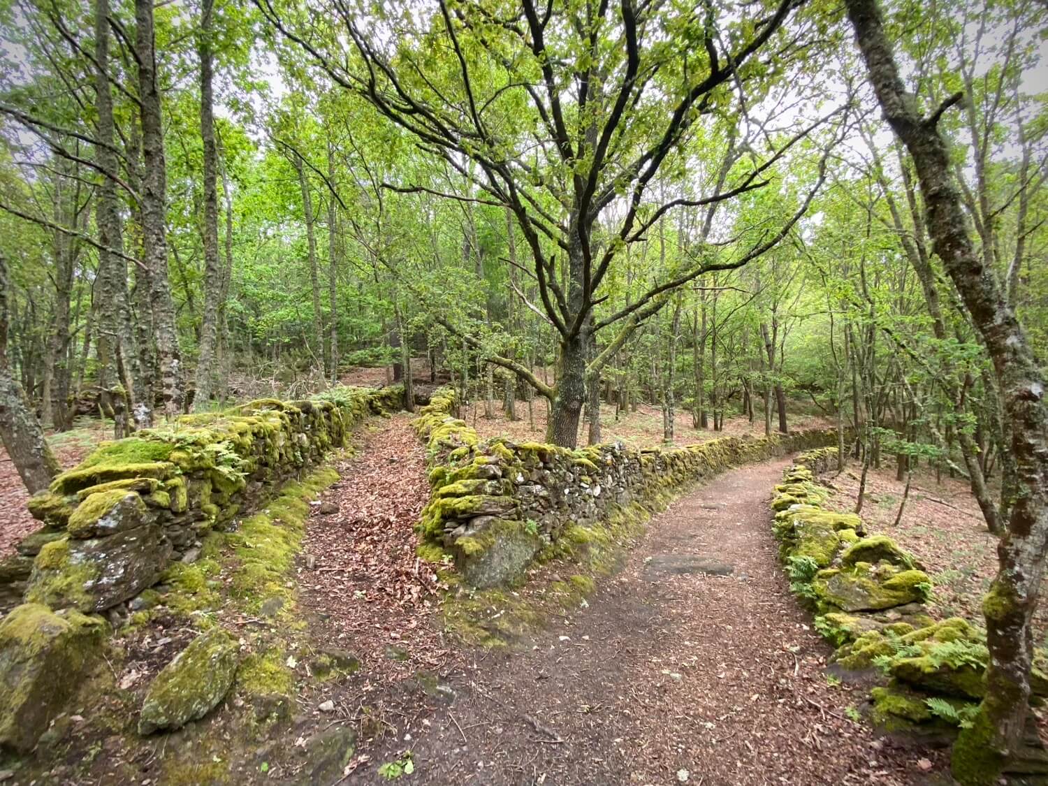 Ribeira Sacra Lucense Guíate Galicia